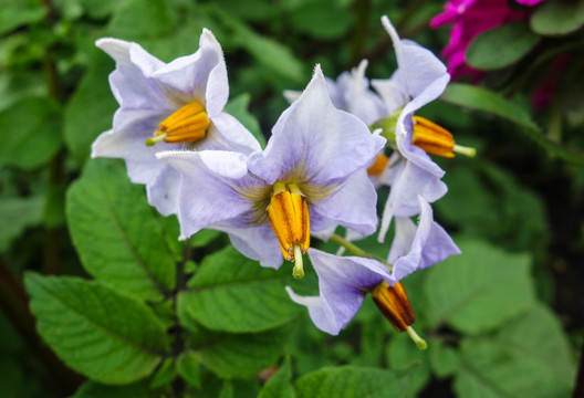 馬鈴薯花