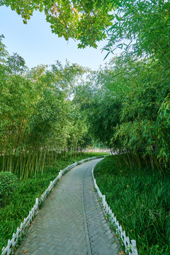 竹林小路 高清大圖