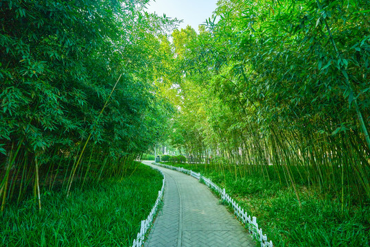 竹林小路 高清大圖