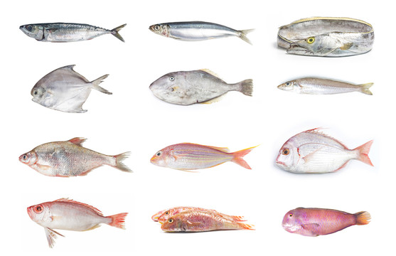 大雜燴海水魚 海鮮 魚類