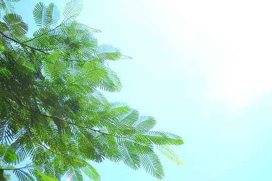 鳳凰樹(shù)葉