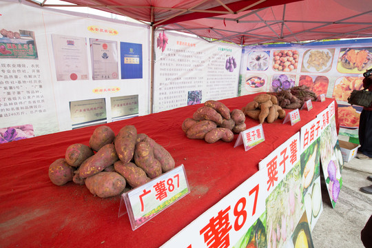 紅薯 番薯