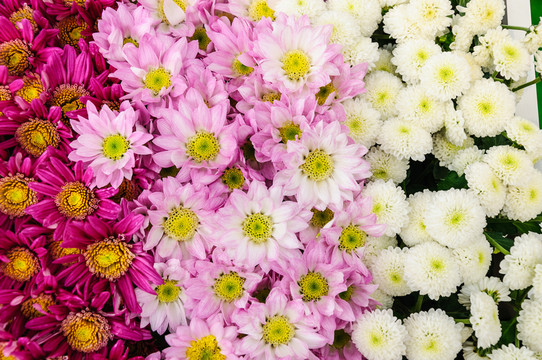 菊花