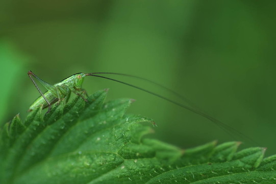 蚱蜢