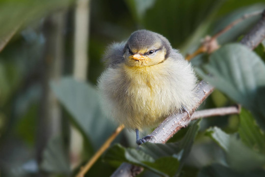 bluetit