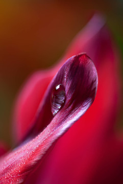 郁金香花瓣上的露珠