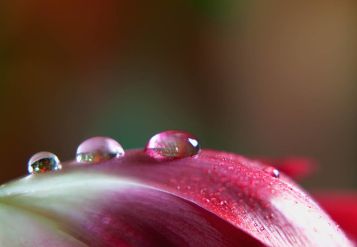 郁金香花瓣上的露珠