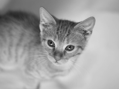 katzenkind，歐洲短毛貓