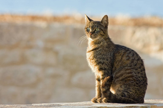katzenportrait