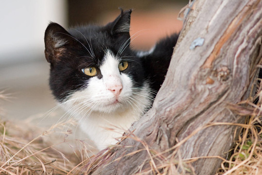 katzenportrait