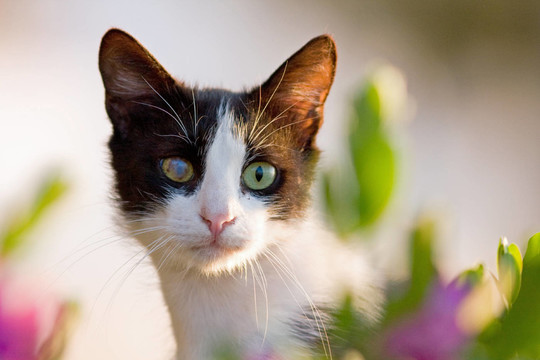 katzenportrait