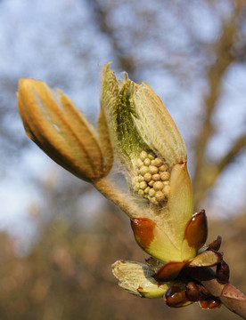 kastanienknospe