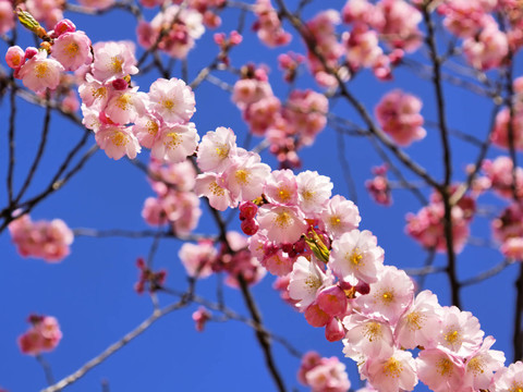 樹上的花