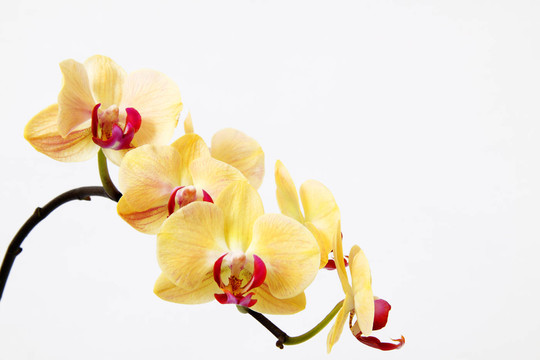 蘭花