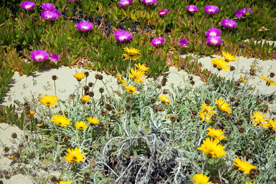 ？海u200b \ \ \ \ u200bof u200b u200bflowers