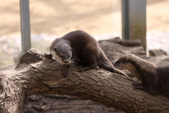 zwergotter