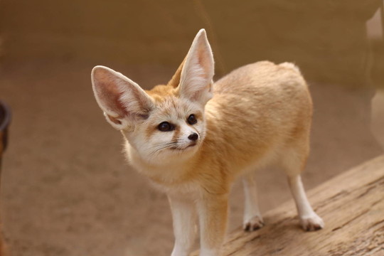 Fennek