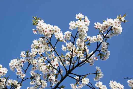 蘋果花