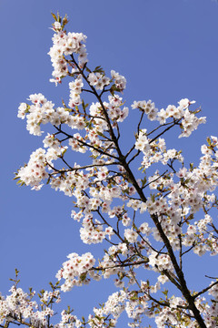 蘋(píng)果花