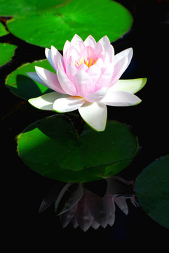 百合花