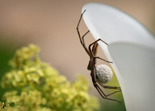 listspinne（Pisaura mirabilis）