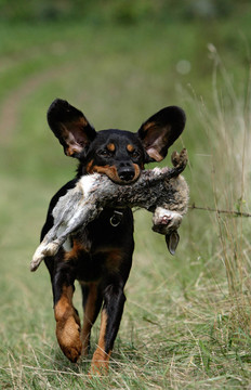 獵犬與獵物