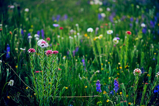 狼毒花 高原花海 野花 藏區(qū)