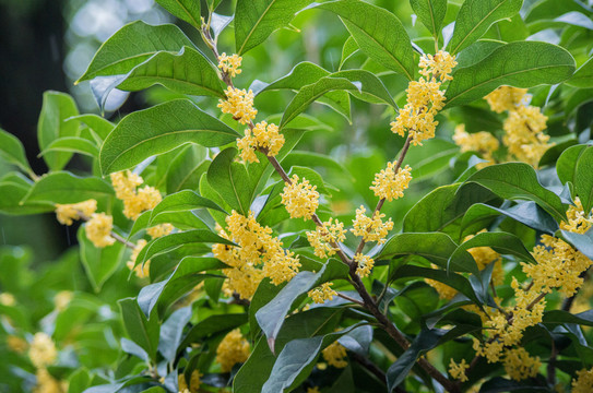 桂花