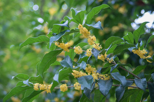 桂花