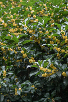 桂花