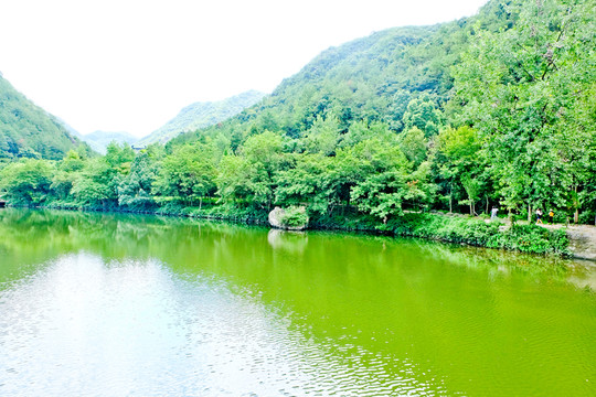 湖泊 森林