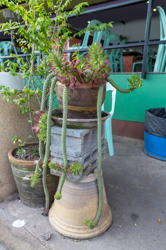 熱帶植物