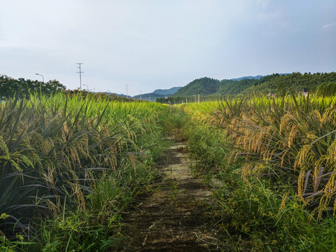 綠色有機(jī)稻田
