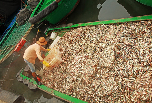 漁民 收魚