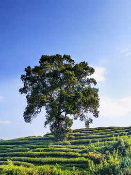 古樹茶園