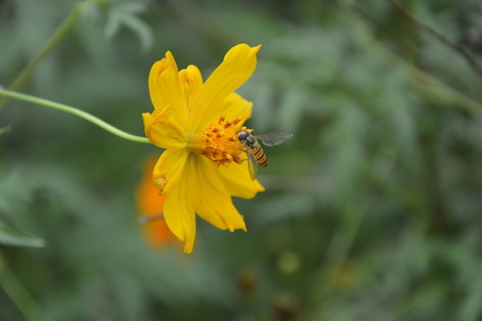 蜜蜂