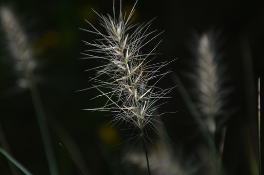 亂子草