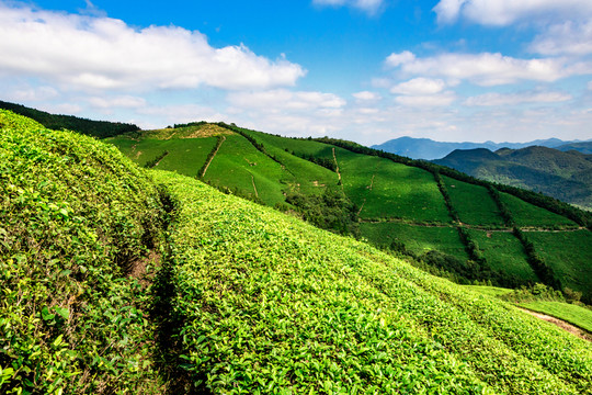 福泉山茶場 茶山