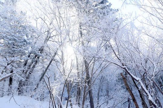 雪 雪鄉(xiāng) 樹林 鄉(xiāng)村 冬天