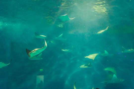 海底世界 魔鬼魚