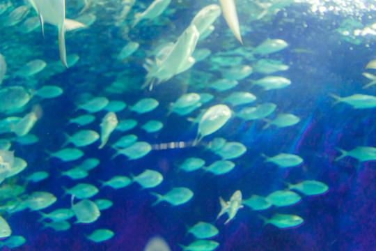海底世界 魚群