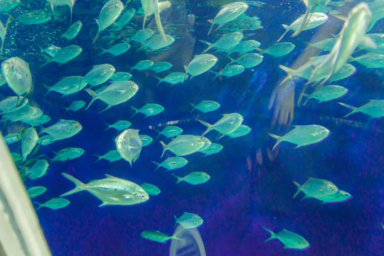 海底世界 魚群