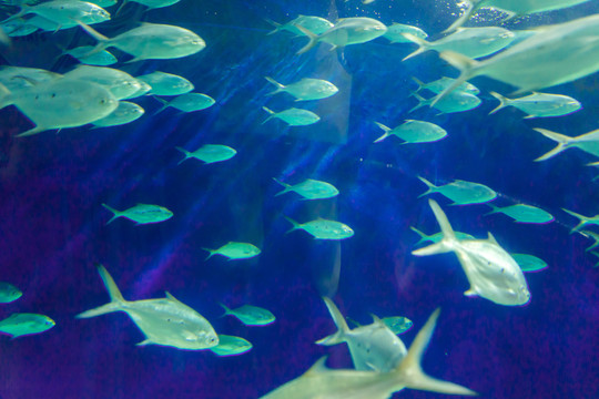 海底世界 魚群