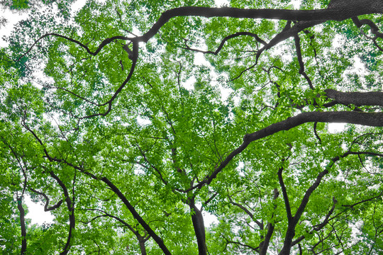 绿树林图片 树林 绿树林 绿林