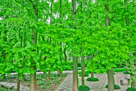 參天大樹(shù) 陽(yáng)光樹(shù)林