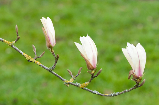 開花