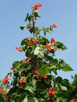 菜豆。紅花菜豆。