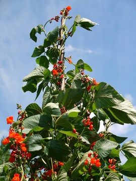 菜豆。紅花菜豆。