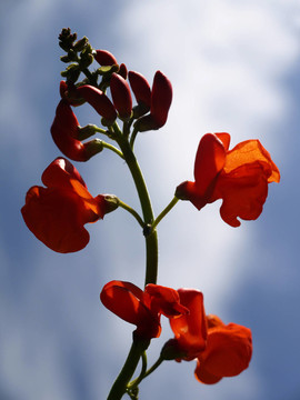 菜豆。紅花菜豆。