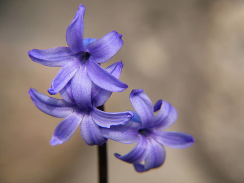藍(lán)色的花